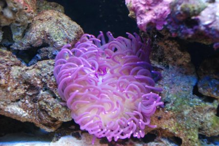 anemone 002.jpg