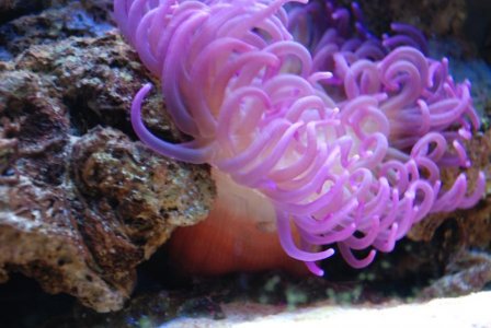 anemone 003.jpg