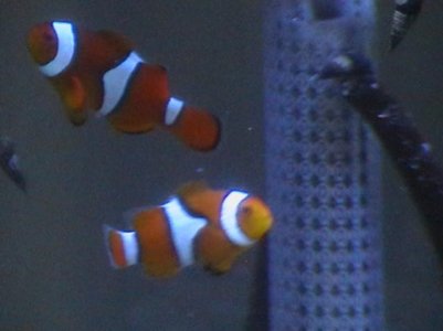 My Clowns ! 018.jpg