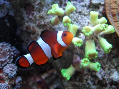 fishtank 003.jpg