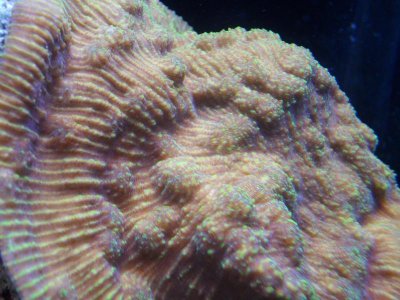 fishtank 017.jpg