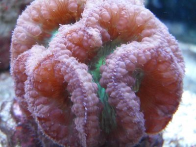 fishtank 024.jpg