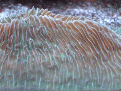 fishtank 006.jpg