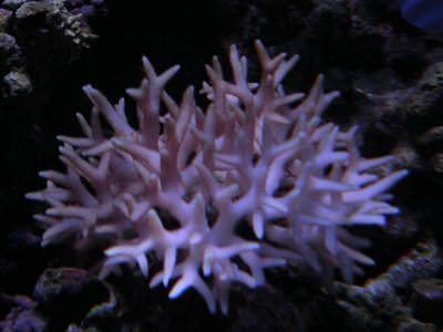 photo aquarium 007.jpg