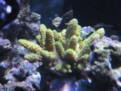 photo aquarium 008.jpg