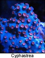 Cyphastrea.jpg