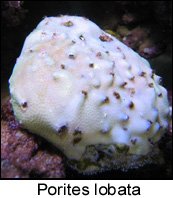 Porites lobata.JPG