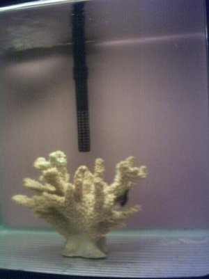 black seahorse 1.jpg