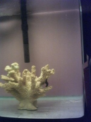 black seahorse.jpg