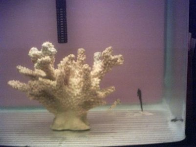 kuda seahorse 1.jpg