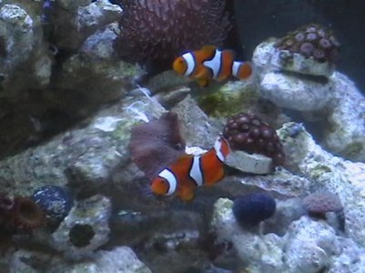 My Clowns ! 029.jpg