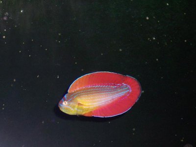 8 line flasher red sea (7).jpg