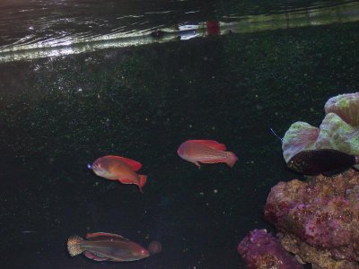 wrasses (2).jpg
