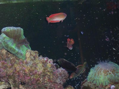wrasses.jpg