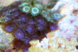 20100619%20zoanthids3.jpg