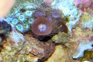 20100619%20zoanthids1.jpg