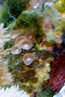 20100619%20zoanthids4.jpg