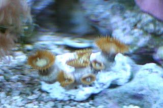 20100619%20zoanthids2.jpg