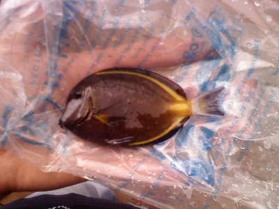 fish8.jpg