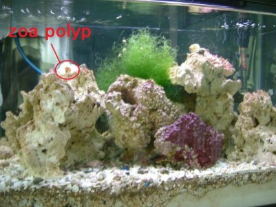 zoa polyp.jpg