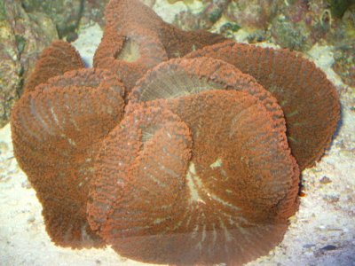 DSCF0733-1.jpg DSCF0733-1.jpg