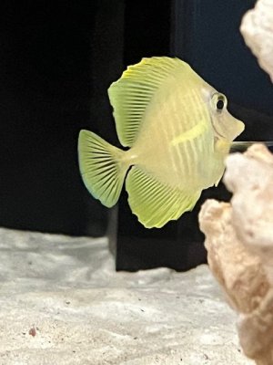 Yellow Tang Fin Erosion.jpg