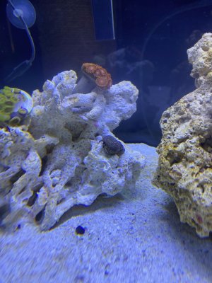 reef update 1.jpeg