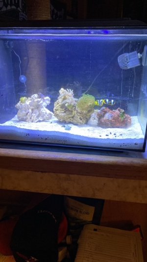 reef update 1.jpeg