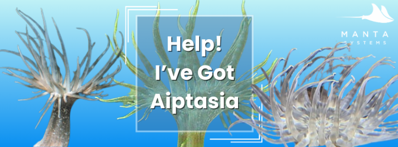 Aiptasia.png