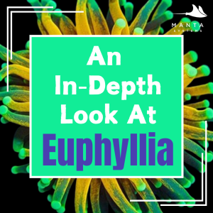 Euphyllia.png