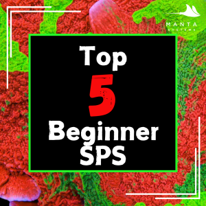 5 beginner SPS.png