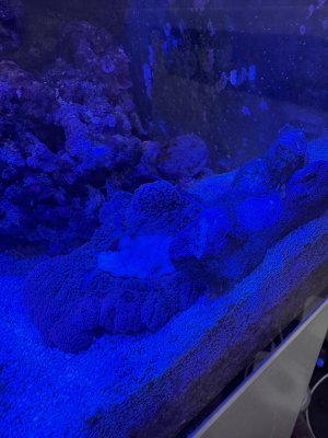 IMG_5300.jpeg