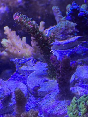 IMG_9681.jpeg