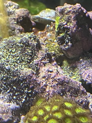IMG_4231.jpeg