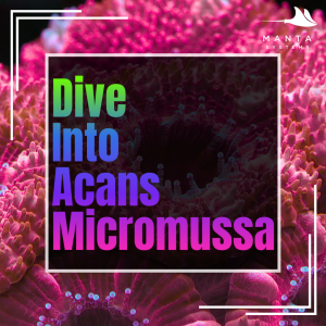 Acans.png