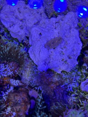 image1 (17).jpeg