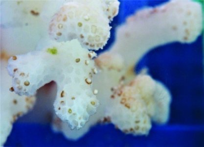 Pocillopora polyp bailout f1000research-6-13393-g0000.jpg