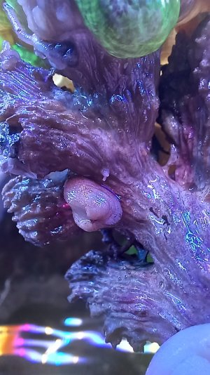 Clam 20250622_103413.jpg