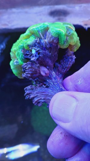 Clam 20250622_103356.jpg