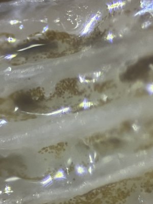 IMG_0603.jpeg