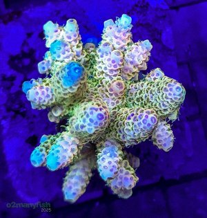 Coral Macro Shots - July 2025 - 4.jpg