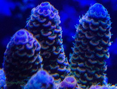 Coral Macro Shots - July 2025 - 12.jpg