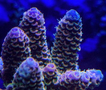 Coral Macro Shots - July 2025 - 13.jpg
