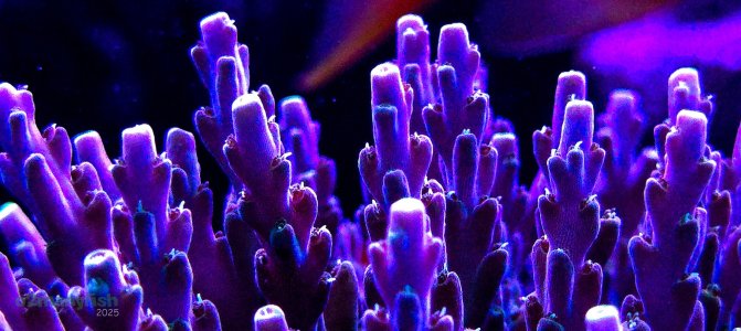 Coral Macro Shots - July 2025 - 27.jpg
