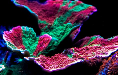 Coral Macro Shots - July 2025 - 31.jpg