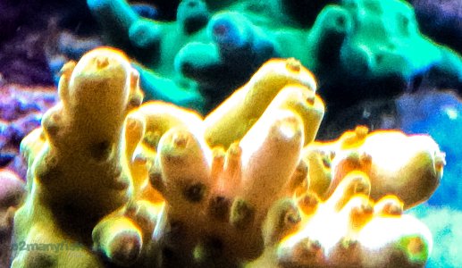 Coral Macro Shots - July 2025 - 36.jpg