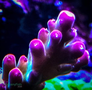 Coral Macro Shots - July 2025 - 38.jpg