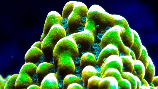 Coral Macro Shots - July 2025 - 43.jpg