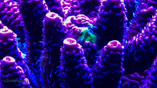 Coral Macro Shots - July 2025 - 46.jpg