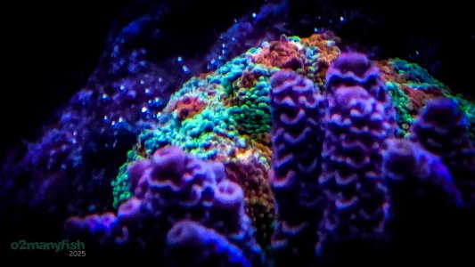 Coral Macro Shots - July 2025 - 52.jpg